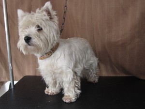 West Highland White Terrier, Audi voor..